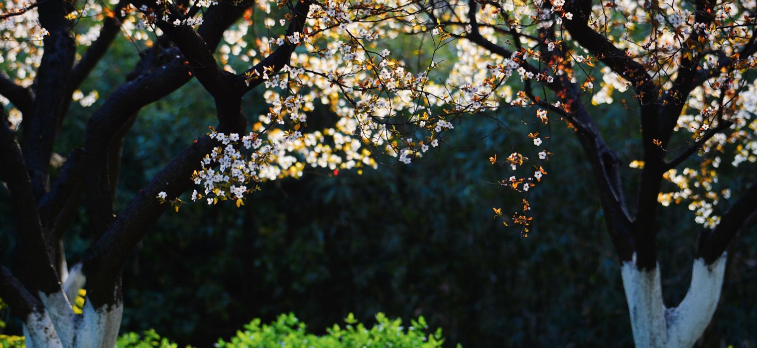 【党代会报告解读】守正创新 开放互鉴——以全球视野引领中国特色世界一流医学院建设新篇章