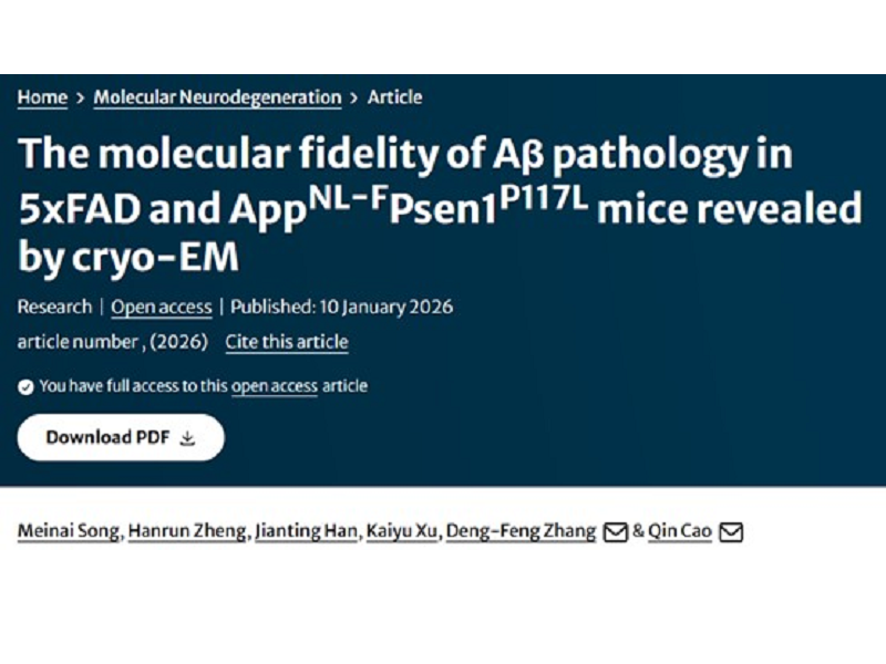 上海交大Bio-X研究院曹骎团队与合作者揭示两种AD小鼠脑中Aβ病理的分子保真性